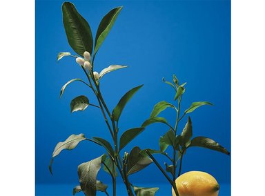 PERFUME ADOLFO DOMÍNGUEZ NEROLI HOMBRE EDT 120 ML - 7