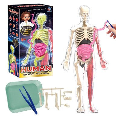 ESQUELETO DE CUERPO HUMANO QUE BRILLAN EN LA OSCURIDAD. - 3