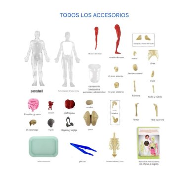 ESQUELETO DE CUERPO HUMANO QUE BRILLAN EN LA OSCURIDAD. - 7