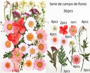 FLORES PRENSADAS SECAS NATURALES VARIADOS - 3