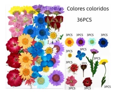 FLORES PRENSADAS SECAS NATURALES VARIADOS - 4