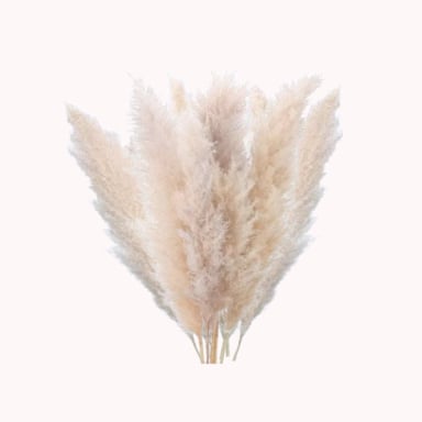 RAMO 10 PAMPAS SECAS VARAS COLAS DE ZORRO FLOR SECA DECO - 2