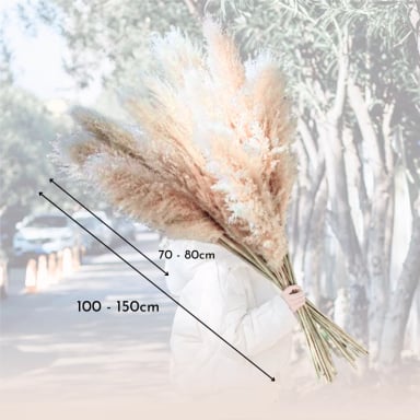 RAMO 10 PAMPAS SECAS VARAS COLAS DE ZORRO FLOR SECA DECO - 7