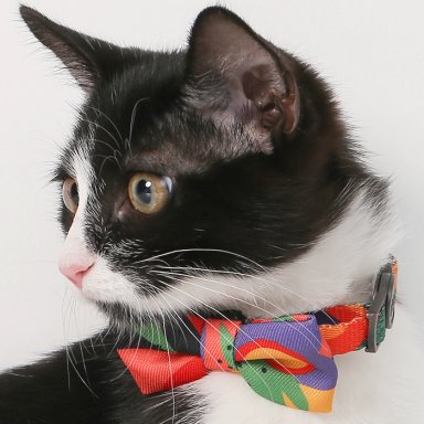 CORBATIN GATOS PIDAN - 1