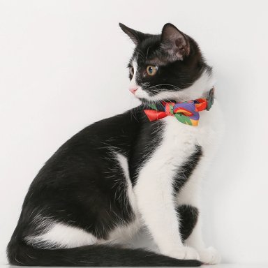 CORBATIN GATOS PIDAN - 4
