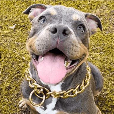 COLLAR DE ADIESTRAMIENTO METÁLICO, PARA PERRO 70 CM, DORADO - 2