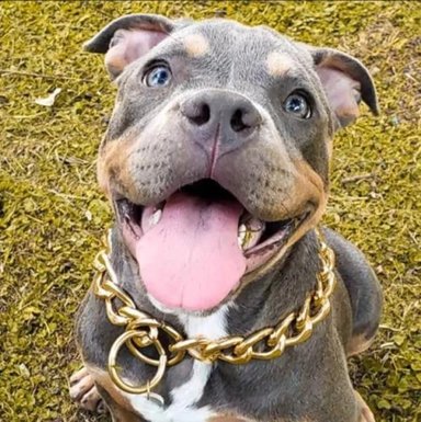 COLLAR DE ADIESTRAMIENTO METÁLICO, PARA PERRO 60 CM, DORADO - 4