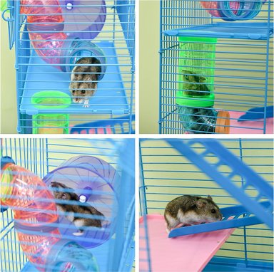 JAULA TRANSPORTADORA HAMSTERS RATONES 5 NIVELES TUBOS BEBEDEROS PLATO DEFENSOR FOREVER CELESTE - 3