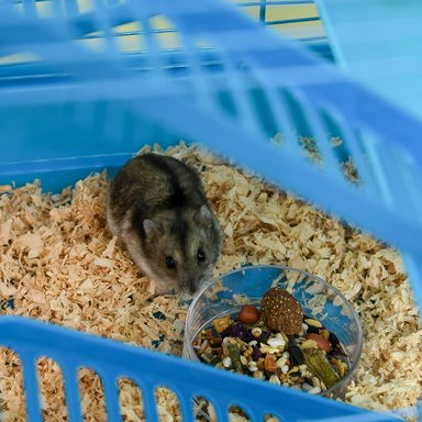 JAULA TRANSPORTADORA HAMSTERS RATONES 5 NIVELES TUBOS BEBEDEROS PLATO DEFENSOR FOREVER CELESTE - 5