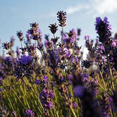 JABÓN SÓLIDO KARITÉ LAVANDA 250 G L'OCCITANE - 6