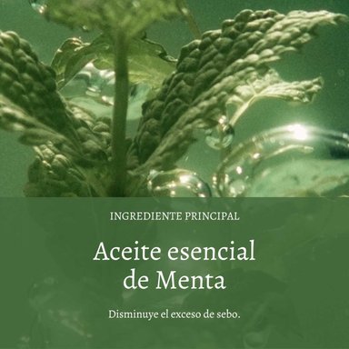 SHAMPOO FRESCURA Y PUREZA AROMACOLOGIA 500 ML L'OCCITANE - 2