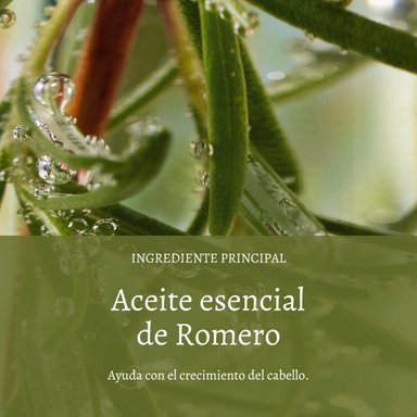 SHAMPOO FUERZA Y VOLUMEN 500 ML L'OCCITANE - 2