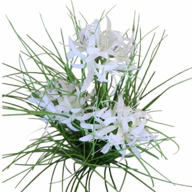 GRASS LILY FLOR DE LIRIO CON MACETERO 70 CM DE ALTURA - 4