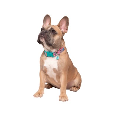 COLLAR DE PERRO TALLA M SQUISHMALLOWS - 2