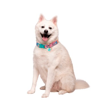 COLLAR DE PERRO TALLA L SQUISHMALLOWS - 1