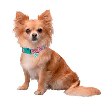 COLLAR PERROS SQUISHMALLOWS TALLA S - 5