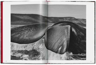 LIBRO SEBASTIAO SALGADO. GENESIS (BOLSILLO) - SEBASTIAN SALGADO - 3