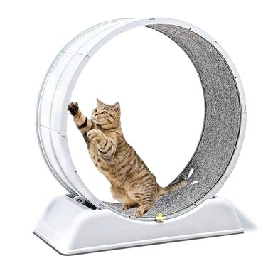 RUEDA PARA GATO SEGURA XXL DE ENTRENAMIENTO - 1