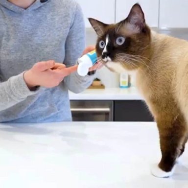 GEL DENTAL PERROS GATOS OXYFRESH 113 GR - 6