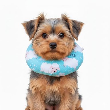 COLLAR ISABELINO DONNUT SUEVE  TALLA S MOD 1 - 2