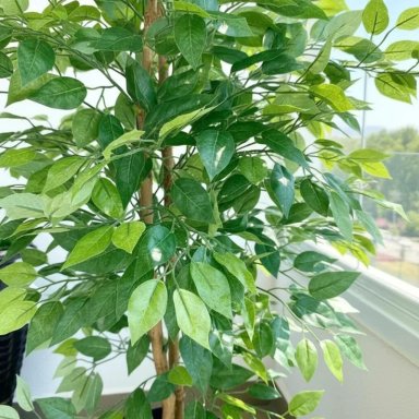 PLANTA ARTIFICIAL DECORATIVA ARBOL GRANDE FICUS 160CM 1008H - 5