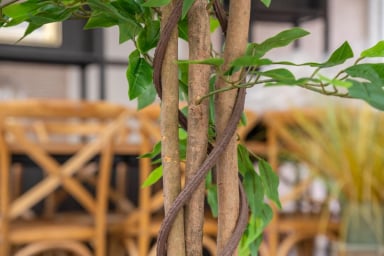PLANTA ARTIFICIAL DECORATIVA ARBOL GRANDE FICUS 180CM 1260H - 6