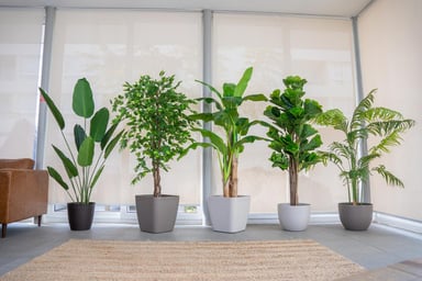 PLANTA ARTIFICIAL DECORATIVA ARBOL GRANDE FICUS LYRATA 180C - 3