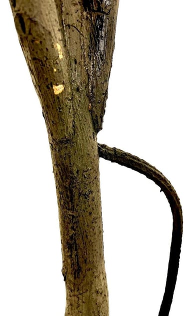 PLANTA ARTIFICIAL DECORATIVA ARBOL GRANDE FICUS LYRATA 180C - 4