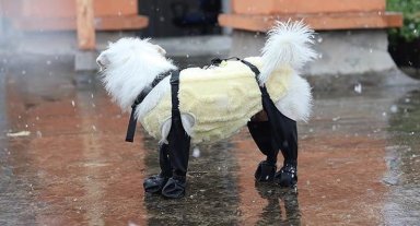 BOTAS IMPERMEABLES PERRO ANTIDESLIZANTE LLUVIA AGUA TALLA S - 8
