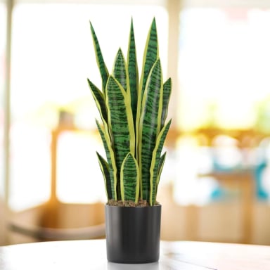 PLANTA ARTIFICIAL LENGUA DE SUEGRA PLANTA SANSEVIERIA FLORES - 2