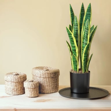 PLANTA ARTIFICIAL LENGUA DE SUEGRA PLANTA SANSEVIERIA FLORES - 3