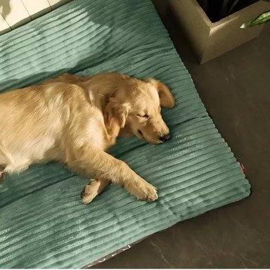 CAMA ORTOPÉDICA ANTIESTRÉS PREMIUM 110 CM PARA PERROS VERDE - 4