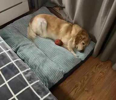 CAMA ORTOPÉDICA ANTIESTRÉS PREMIUM 110 CM PARA PERROS VERDE - 8