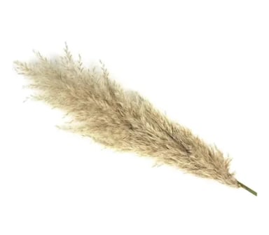 RAMAS PAMPAS GRASS 3 UDS DECORACION - 2