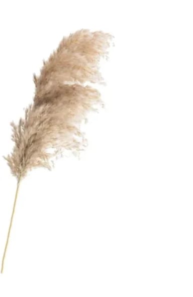RAMAS PAMPAS GRASS 3 UDS DECORACION - 3