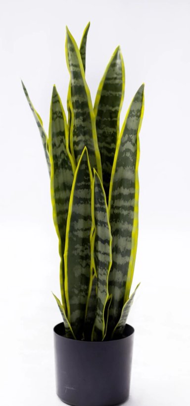 PLANTA DECORATIVA RIPLEY HOME LENGUA DE SUEGRA - 1