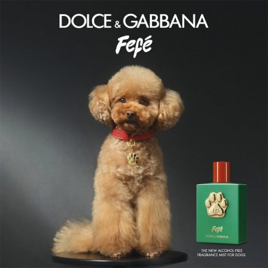 PERFUME PARA PERRO LIBRE DE ALCOHOL DOLCE&GABBANA FEFÉ 100 ML - 7