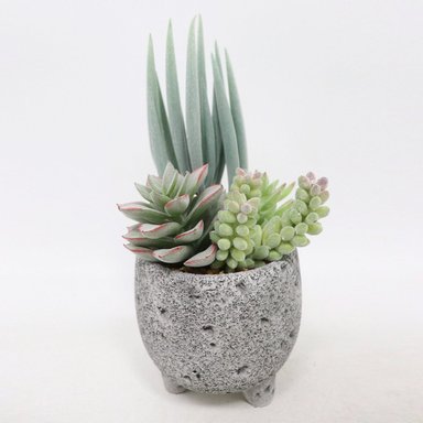 PLANTA DECORATIVA RIPLEY HOME SUCULENTA S BASE PIEDRA  - 1