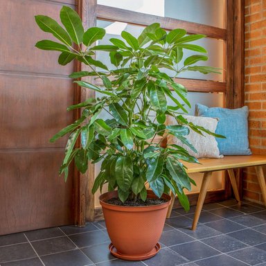 MACETERO PLASTICO TEXTURA CON BASE TERRACOTA 35 CM RIMAX - 5